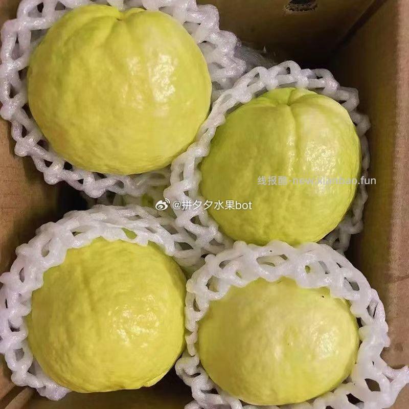 芭乐白心番石榴带箱3斤 12.99元 - 线报酷