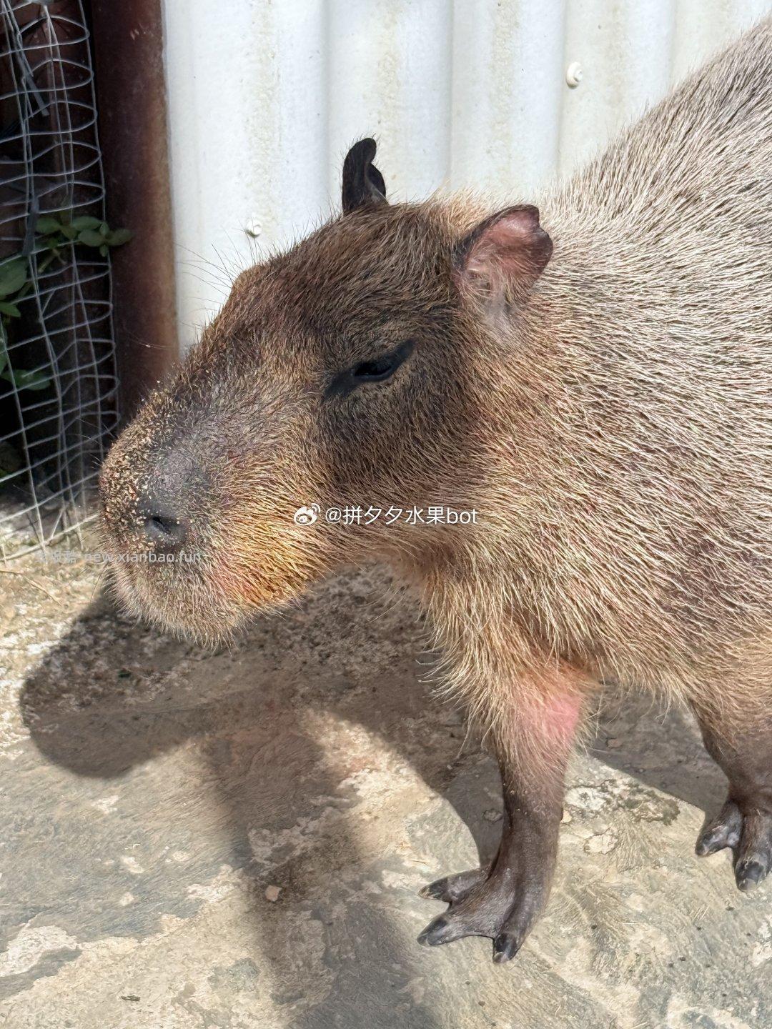 侧面比正面更好看的卡皮巴拉 思考 - 线报酷
