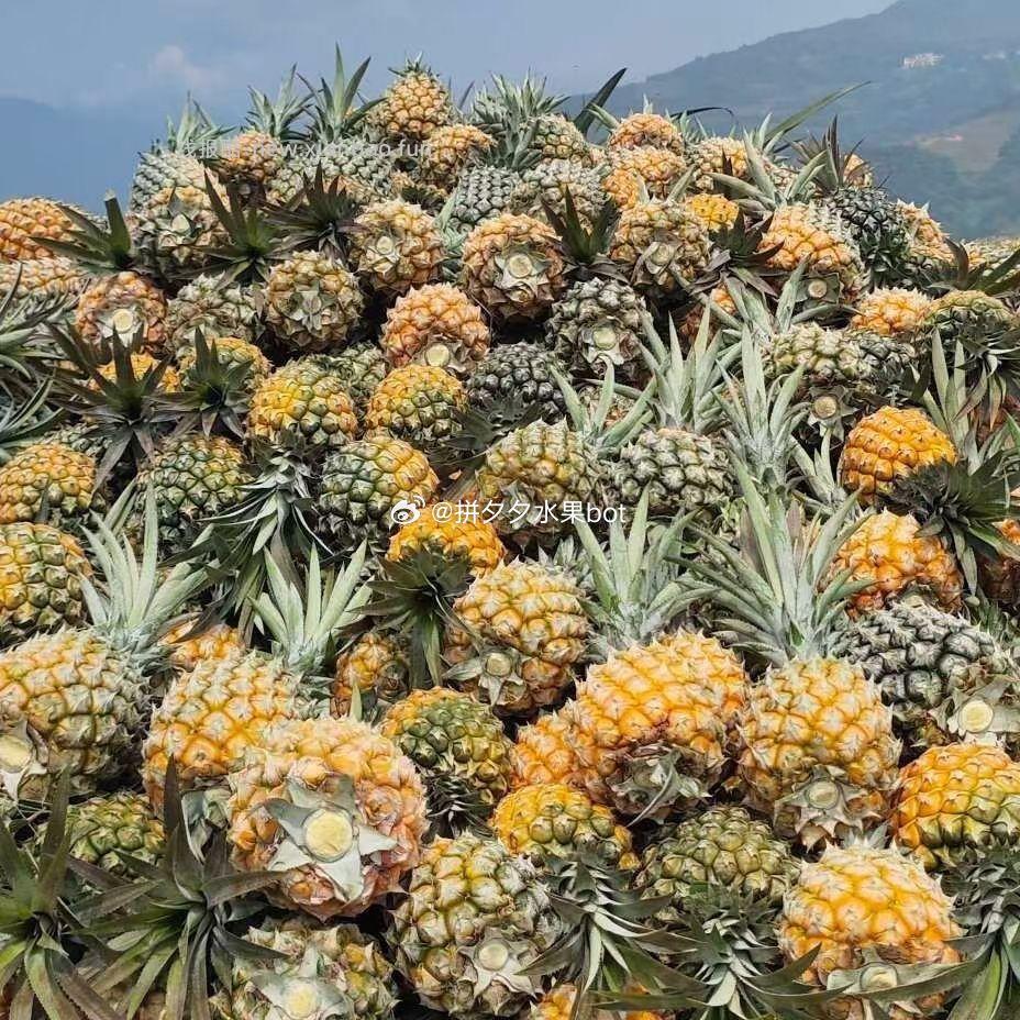香水菠萝9-9.5斤带箱 17.8元 - 线报酷