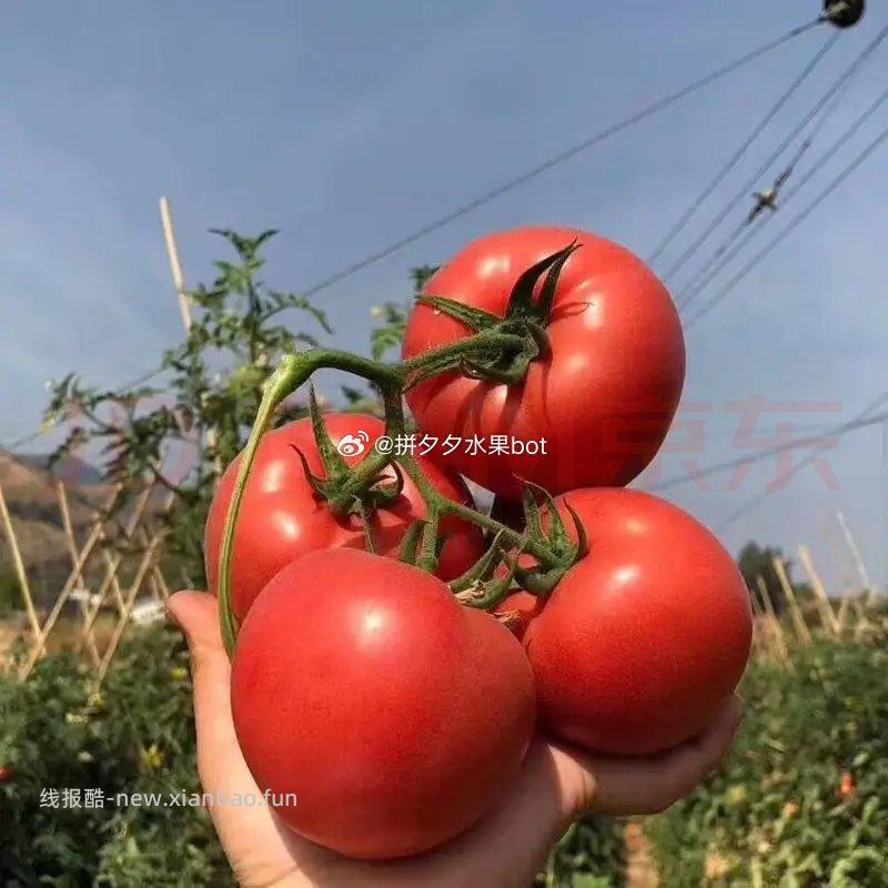 普罗旺斯番茄净重4.5斤 17.9 单果125g+ - 线报酷