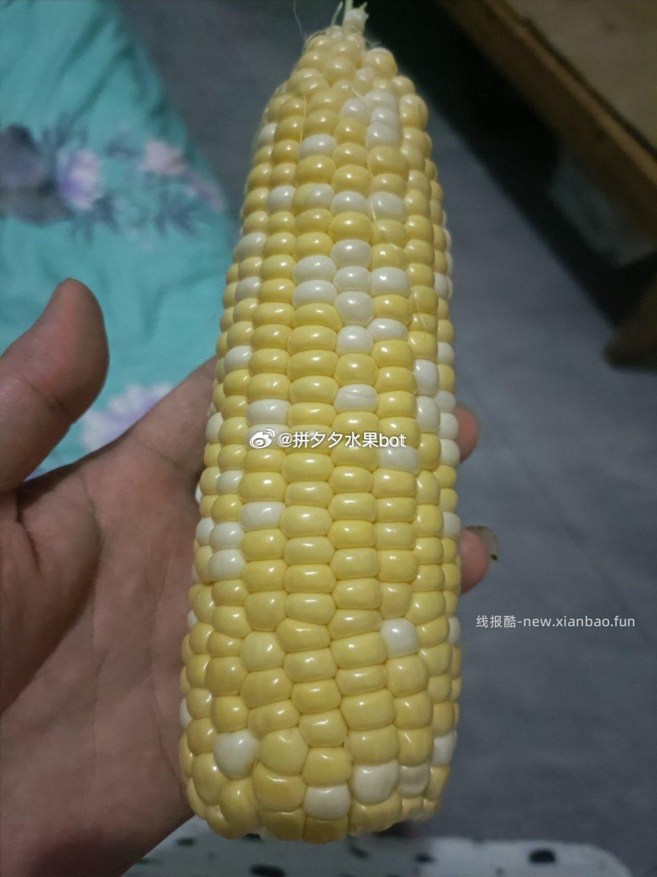 水果玉米9斤带箱 19元 - 线报酷