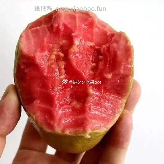 红心芭乐5斤 28.8元 - 线报酷