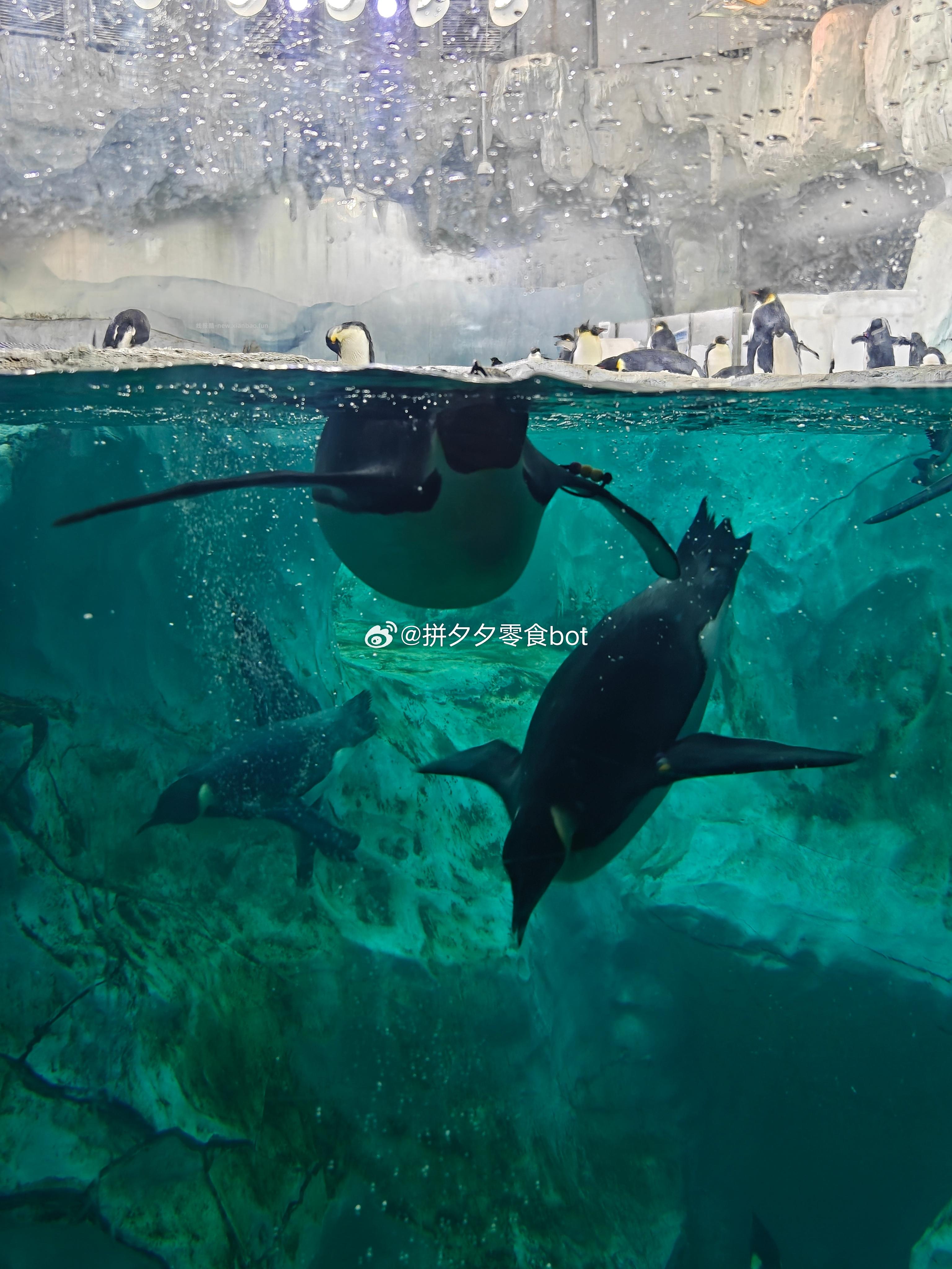 给大家看看游泳的企鹅🐧 - 线报酷