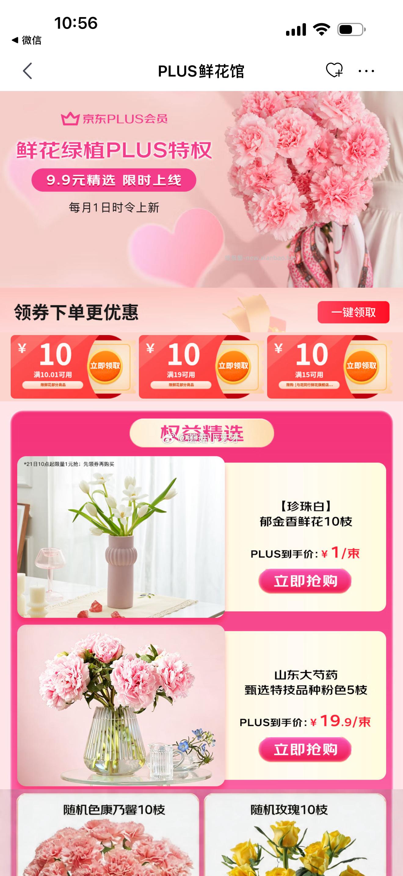 京喜郁金香鲜花随机色10枝 1元 - 线报酷