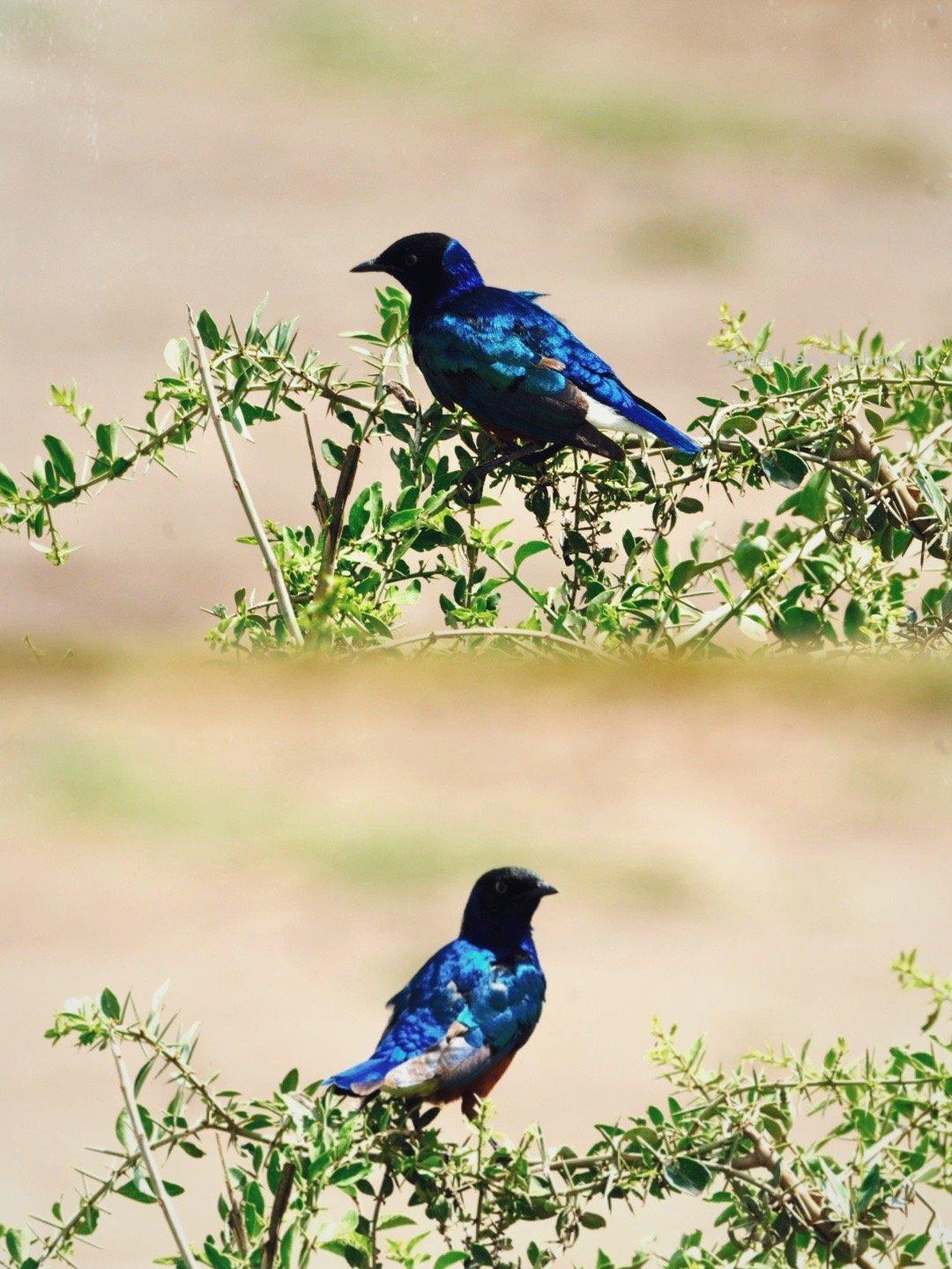 安博塞利 - 线报酷