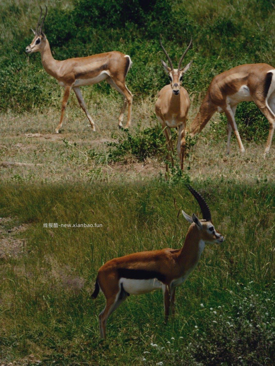 安博塞利 - 线报酷