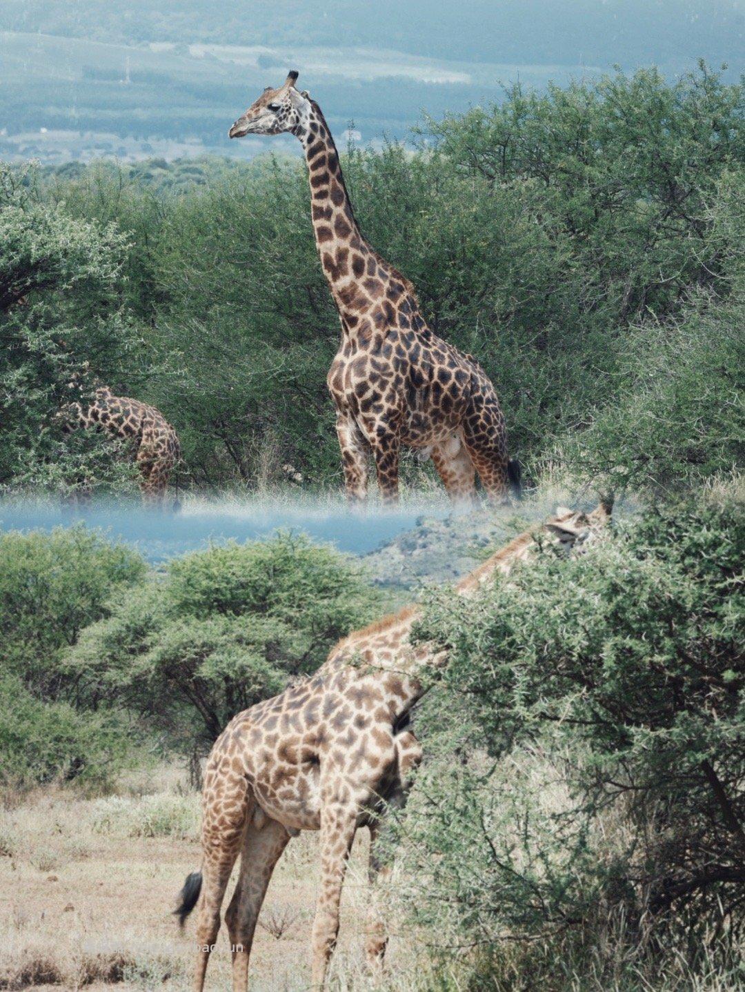 安博塞利 - 线报酷