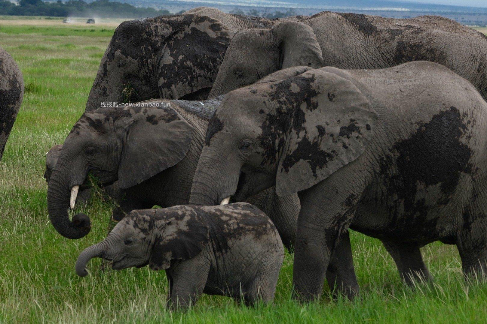 旷野与天空相遇的地方 风沙里孕育着巨象文明 🇰🇪肯尼亚 安博塞利 - 线报酷