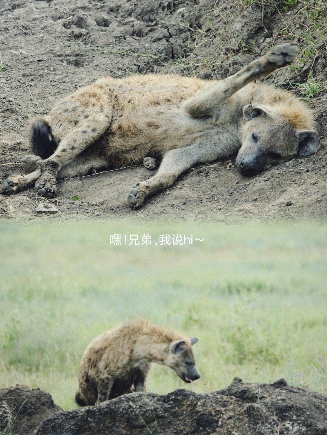 塞伦盖蒂 - 线报酷