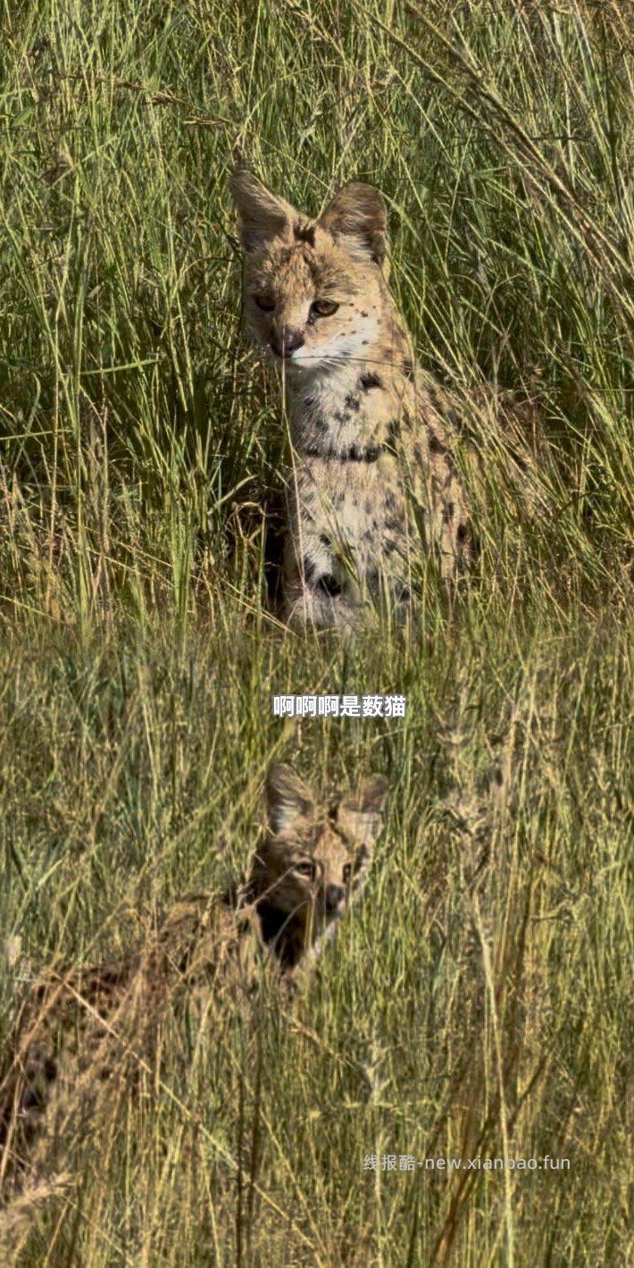 数以万计的角马奔腾 尘土飞扬 猎豹追风 群狮蛰伏 是最原始的生命张力 - 线报酷