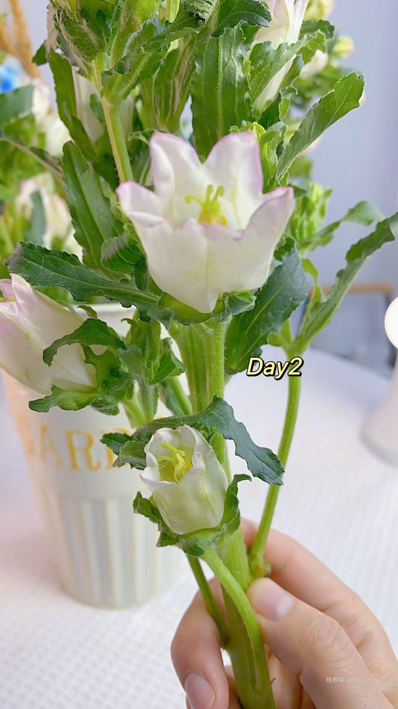 人间四月花🌸 春天满满的花气 满满治愈 爱心 花期超长哈 - 线报酷