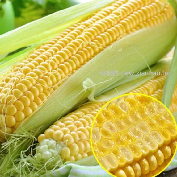 新鲜水果玉米5斤 6.86元 - 线报酷