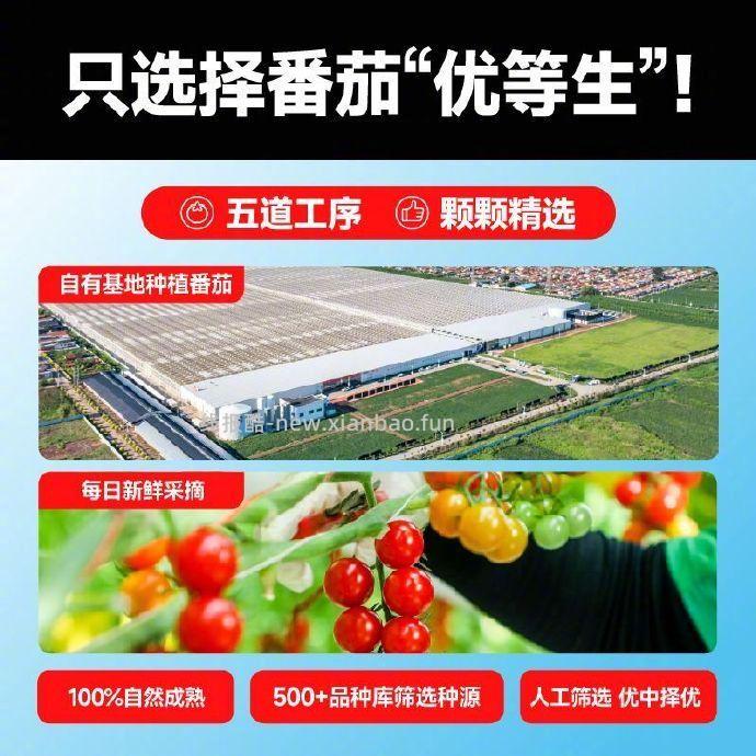 26.9 一颗大 樱桃番茄散串 380g*2盒 单颗8g+ 红黄双拼贵1元 - 线报酷