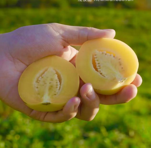 云南石林树熟人参果净重5斤 22.6元 - 线报酷