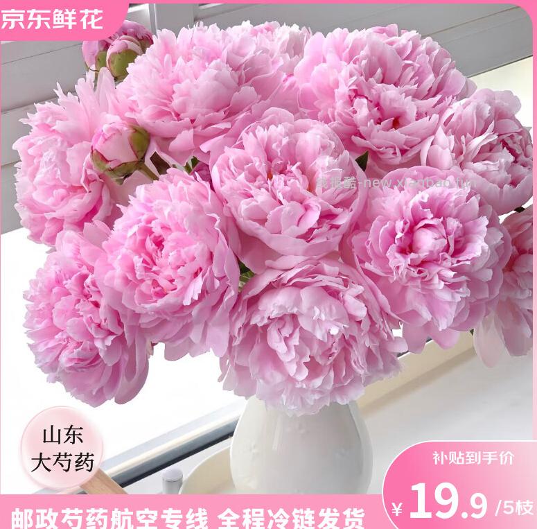 ToSpring 重瓣芍药粉色5枝 19.9元 - 线报酷