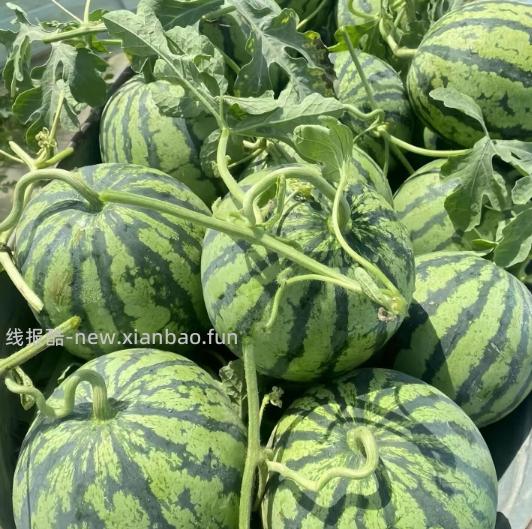 云南麒麟瓜5-6斤 14.99元 - 线报酷