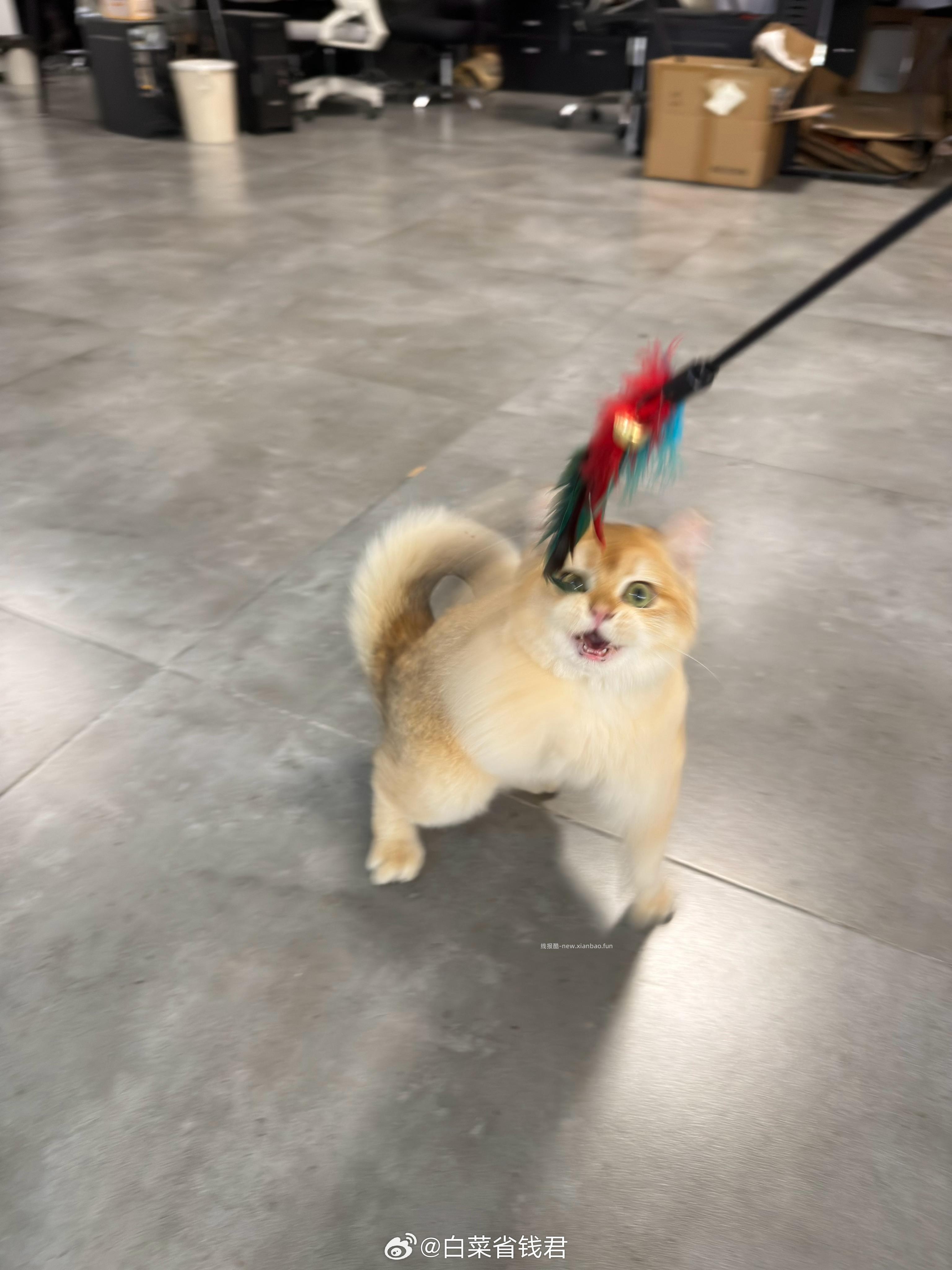 上了几节网球课🎾 教练说他哮喘犯了 养不了小猫咪了 要把金渐层小猫咪送给我 - 线报酷