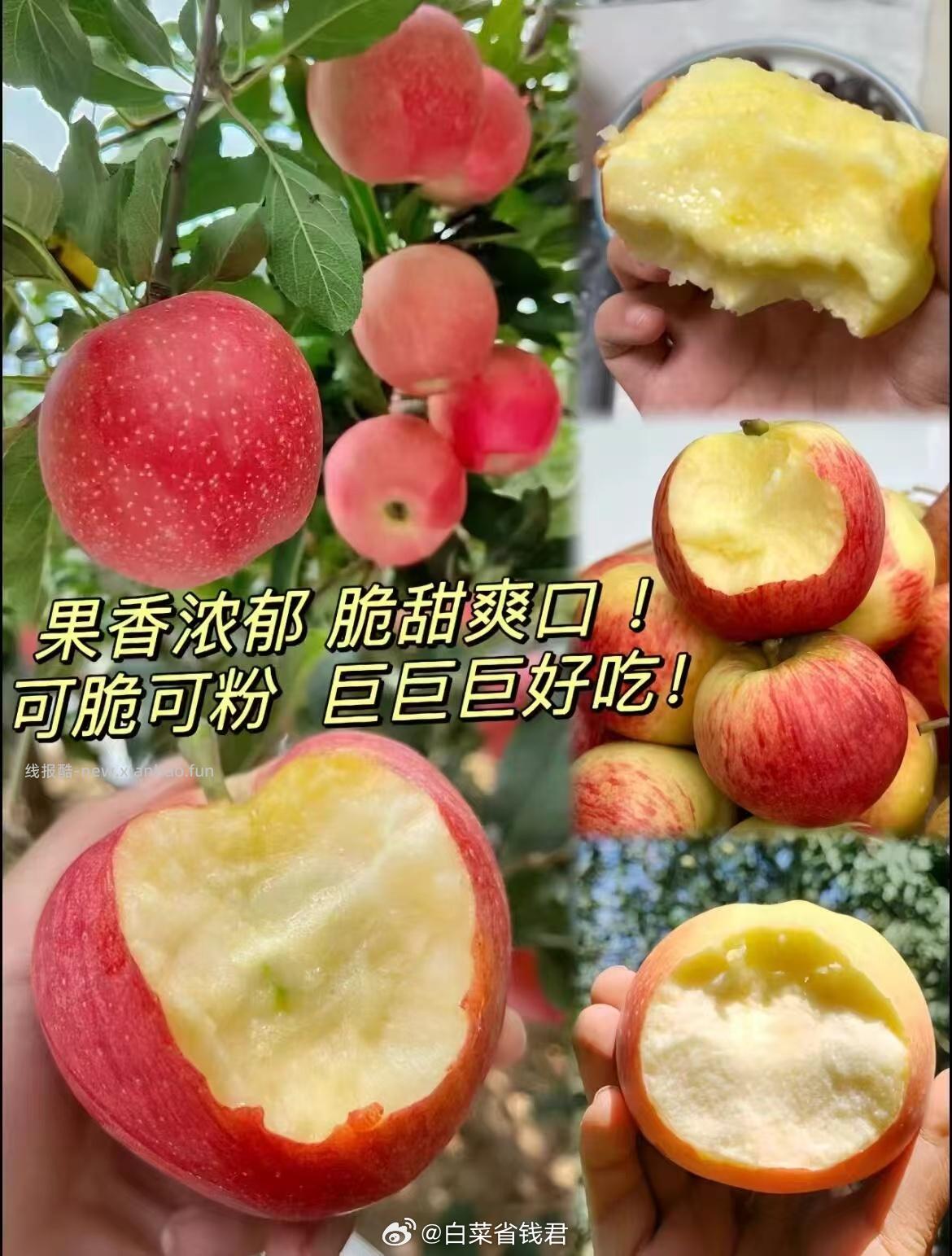 洛川红富士苹果礼盒*15枚 34.9元 - 线报酷