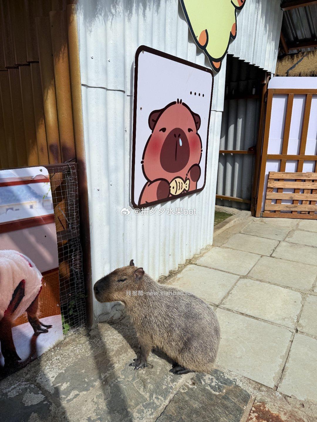 侧面比正面更好看的卡皮巴拉 思考 - 线报酷
