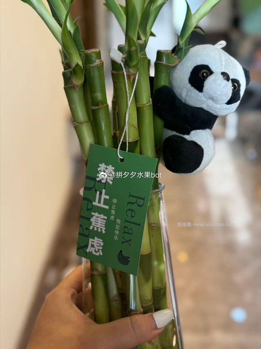 花了不到200百 再pdd买了十二种植物 等弄完给大家再看看效果 羞嗒嗒 - 线报酷