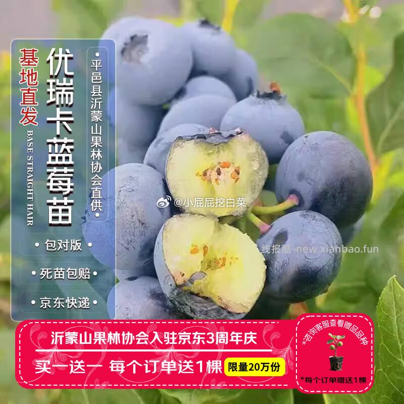 四万公里 蓝莓树苗优瑞卡果树树苗 弹出2券 买1件 凑单后5.87 凑单两款 - 线报酷