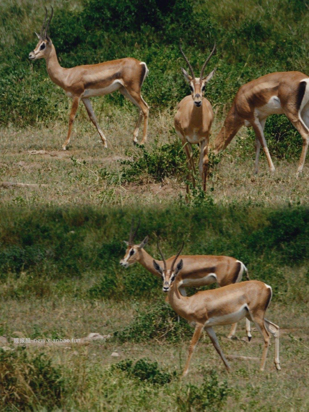 安博塞利 - 线报酷