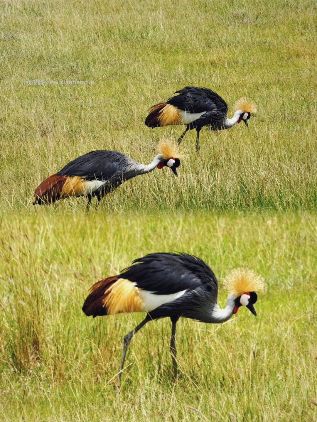 安博塞利 - 线报酷