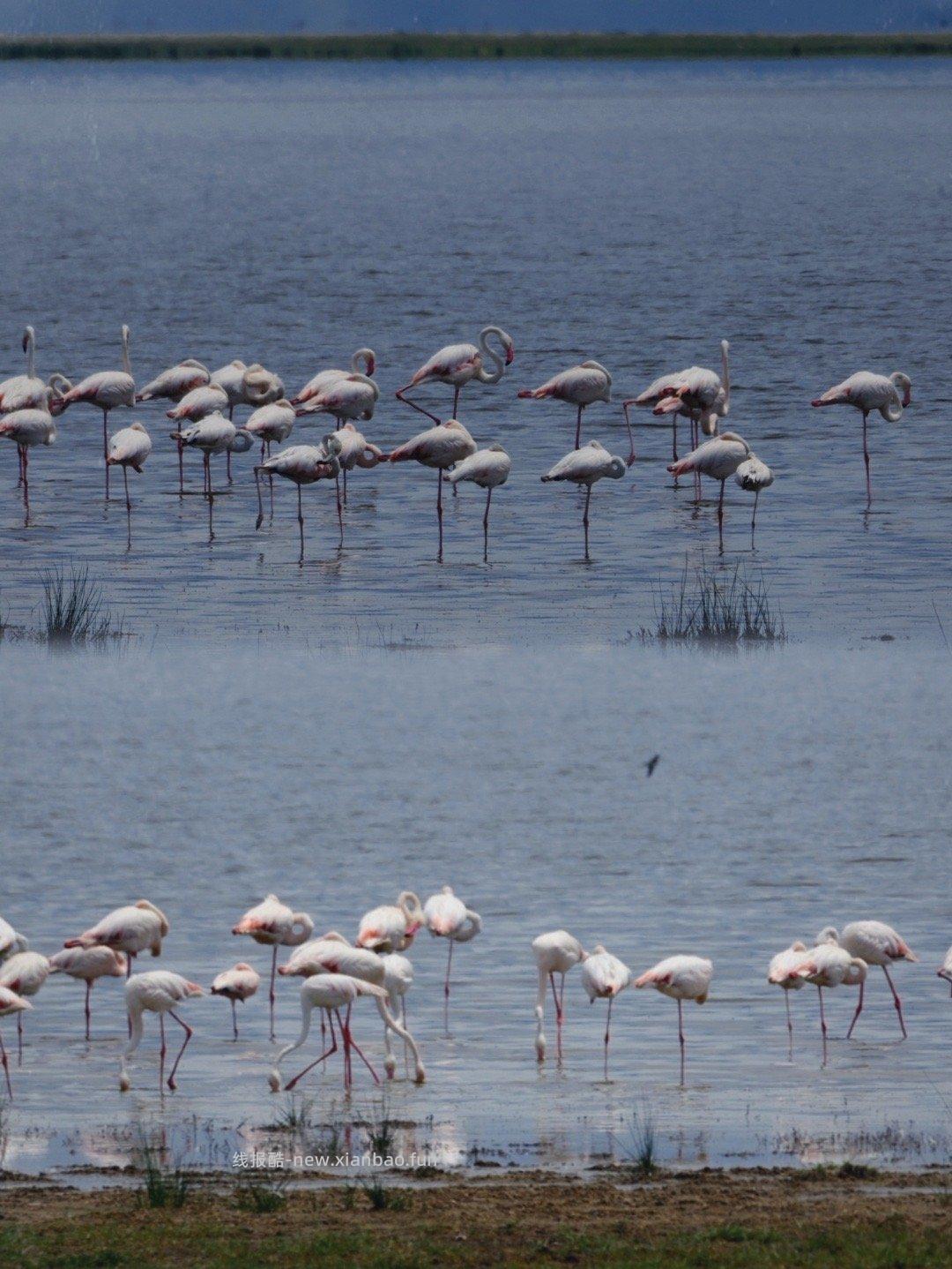 安博塞利 - 线报酷