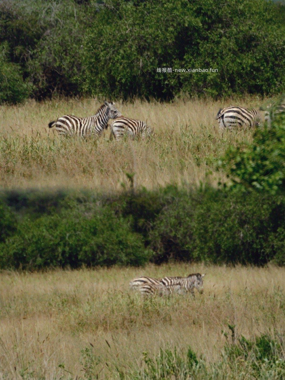 安博塞利 - 线报酷
