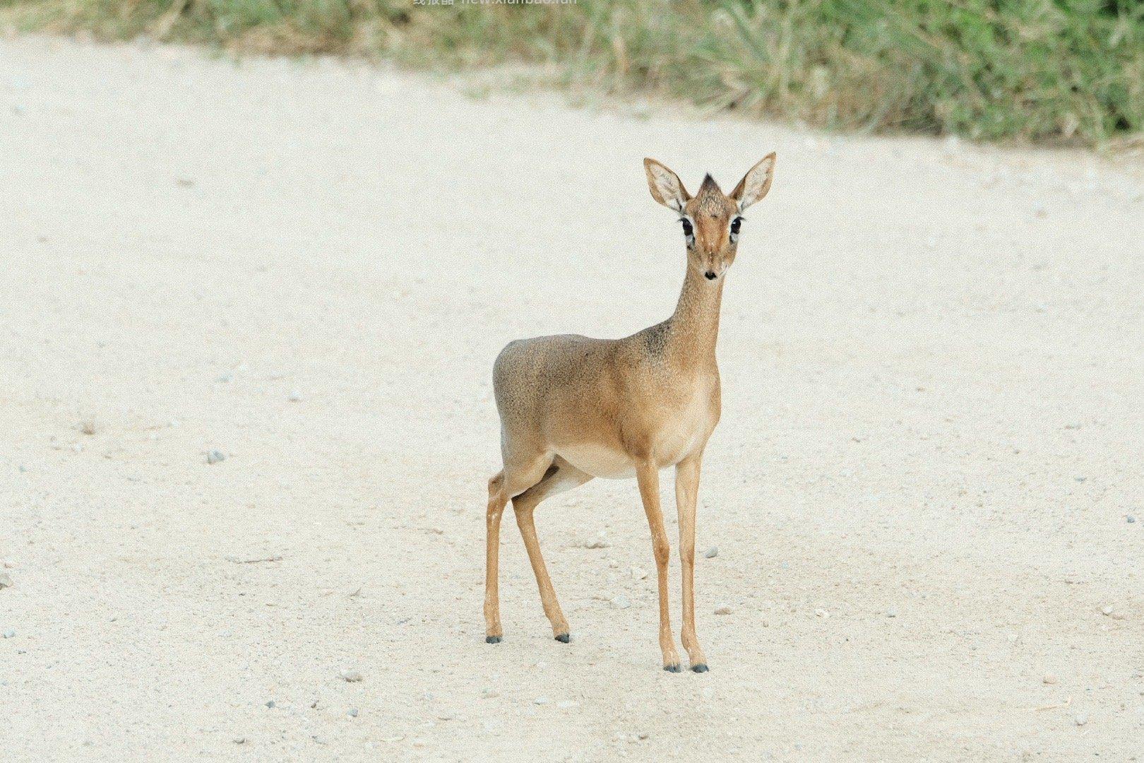 今早7点在肯尼亚安博塞利safari到11点 中午前往肯坦边境过关 - 线报酷