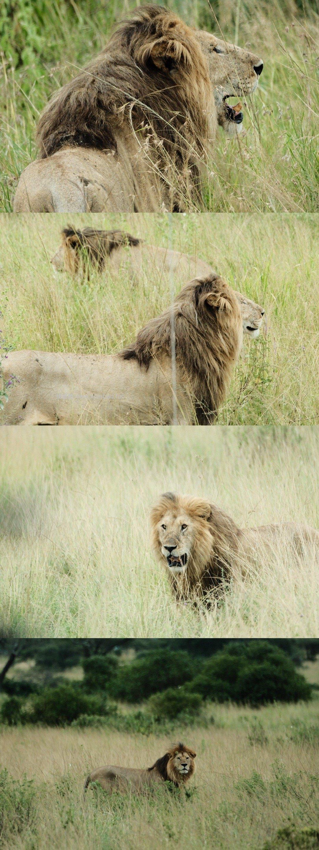 塞伦盖蒂 - 线报酷
