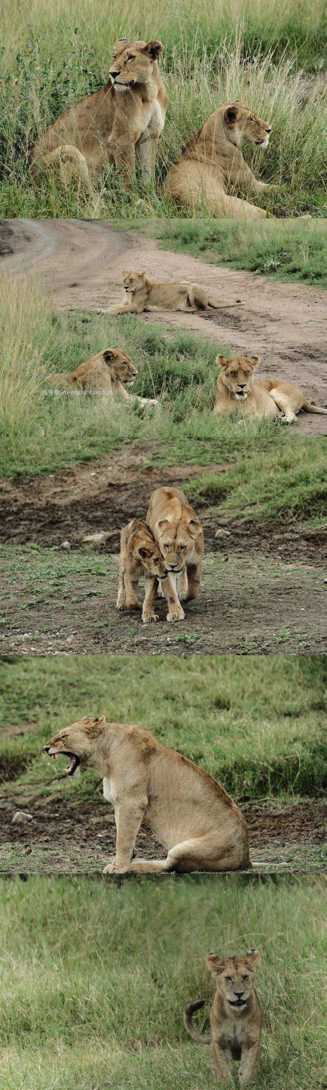 塞伦盖蒂 - 线报酷