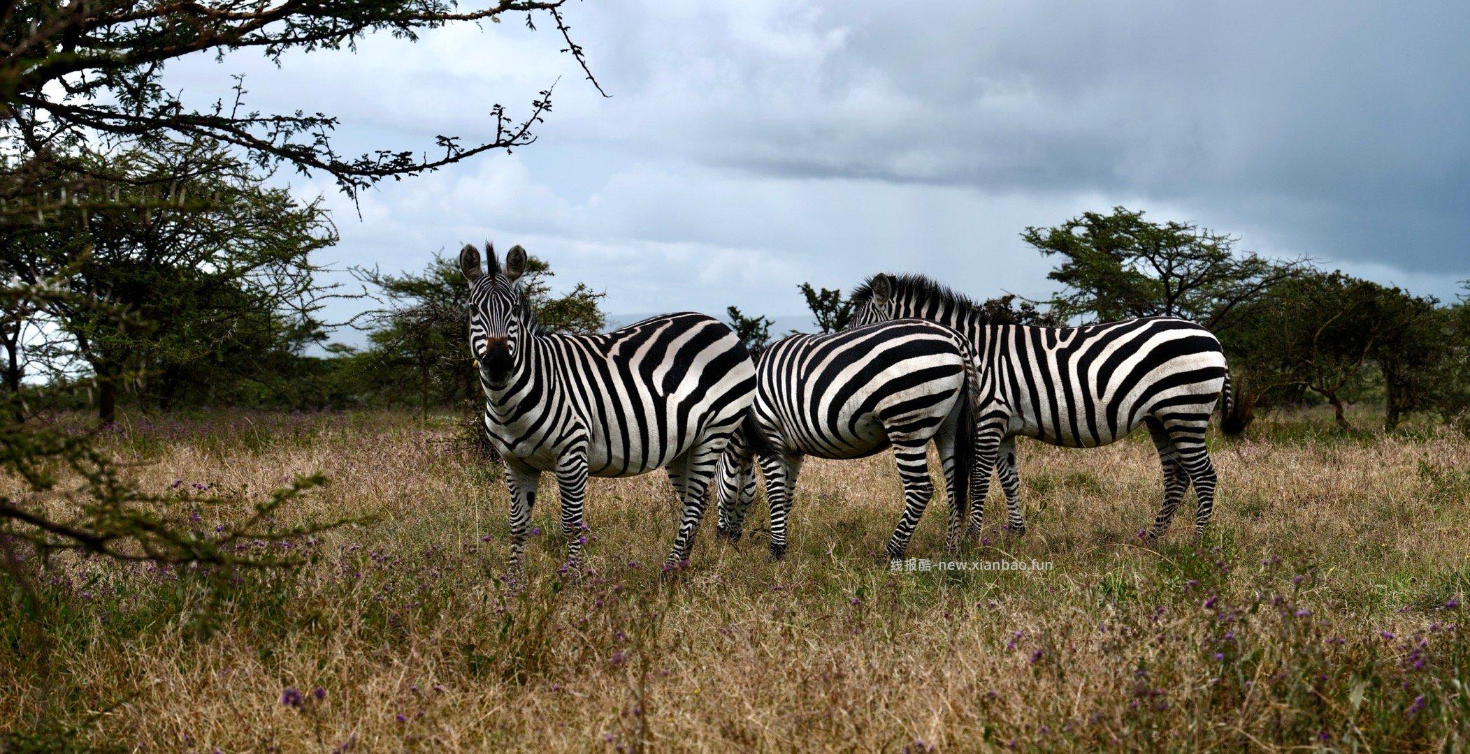 塞伦盖蒂 - 线报酷