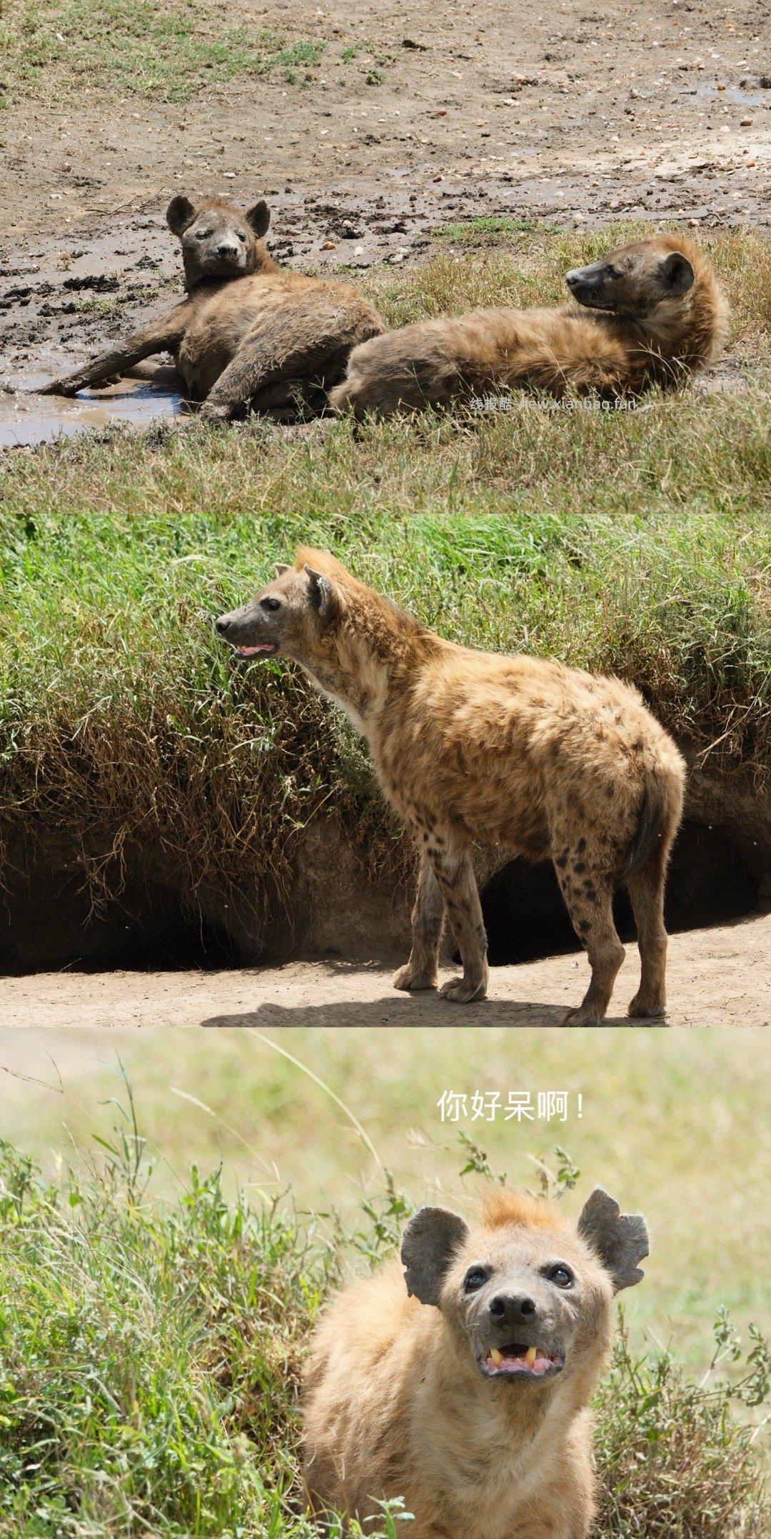 数以万计的角马奔腾 尘土飞扬 猎豹追风 群狮蛰伏 是最原始的生命张力 - 线报酷