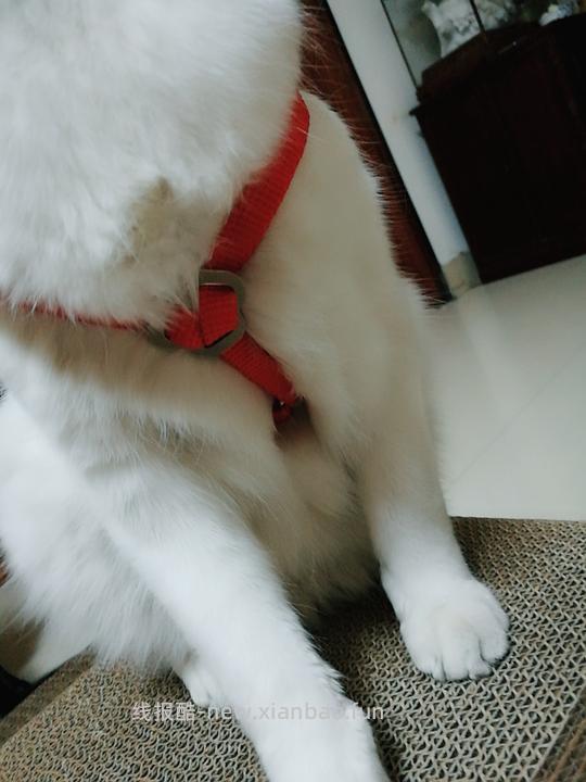 讨论/【教程】进阶版教程——如何将不到10块钱的牵引绳改造成100+的科学牵引绳 - 线报酷 讨论/【教程】进阶版教程——如何将不到10块钱的牵引绳改造成100+的科学牵引绳 - 线报酷