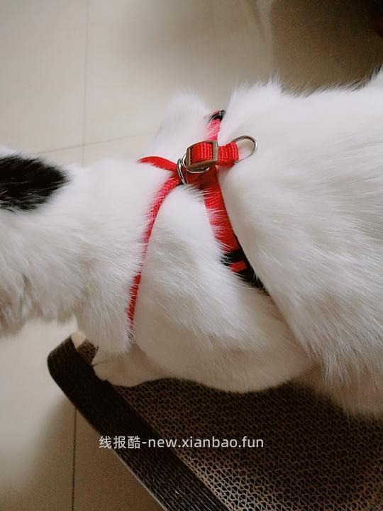 讨论/【教程】进阶版教程——如何将不到10块钱的牵引绳改造成100+的科学牵引绳 - 线报酷 讨论/【教程】进阶版教程——如何将不到10块钱的牵引绳改造成100+的科学牵引绳 - 线报酷