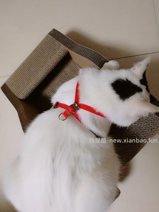 讨论/【教程】进阶版教程——如何将不到10块钱的牵引绳改造成100+的科学牵引绳 - 线报酷 讨论/【教程】进阶版教程——如何将不到10块钱的牵引绳改造成100+的科学牵引绳 - 线报酷