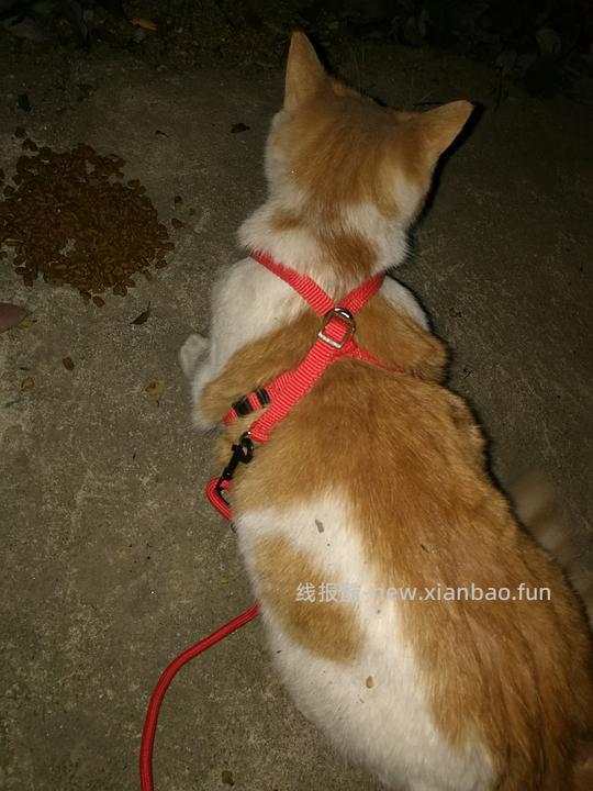 讨论/【教程】进阶版教程——如何将不到10块钱的牵引绳改造成100+的科学牵引绳 - 线报酷 讨论/【教程】进阶版教程——如何将不到10块钱的牵引绳改造成100+的科学牵引绳 - 线报酷