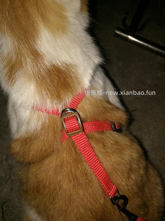 讨论/【教程】进阶版教程——如何将不到10块钱的牵引绳改造成100+的科学牵引绳 - 线报酷 讨论/【教程】进阶版教程——如何将不到10块钱的牵引绳改造成100+的科学牵引绳 - 线报酷