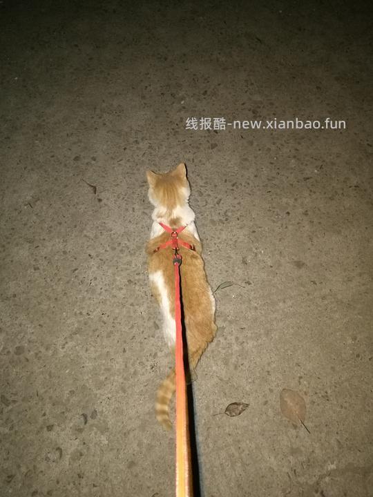 讨论/【教程】进阶版教程——如何将不到10块钱的牵引绳改造成100+的科学牵引绳 - 线报酷 讨论/【教程】进阶版教程——如何将不到10块钱的牵引绳改造成100+的科学牵引绳 - 线报酷