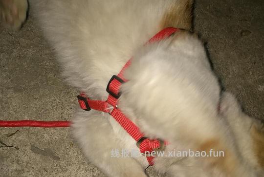 讨论/【教程】进阶版教程——如何将不到10块钱的牵引绳改造成100+的科学牵引绳 - 线报酷 讨论/【教程】进阶版教程——如何将不到10块钱的牵引绳改造成100+的科学牵引绳 - 线报酷