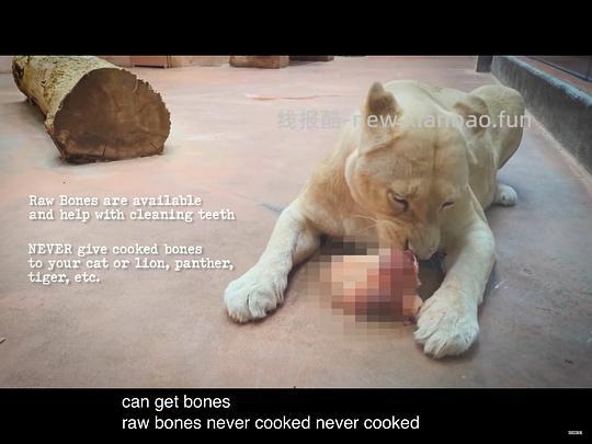讨论/【科普】*更新:光头叔对于刷牙的看法*一些来自家有恶猫MC-Jackson Galaxy的猫咪行为困惑解答 - 线报酷 讨论/【科普】*更新:光头叔对于刷牙的看法*一些来自家有恶猫MC-Jackson Galaxy的猫咪行为困惑解答 - 线报酷