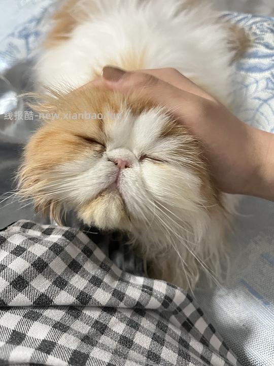 讨论/【科普】手把手教你解决猫咪泪痕!日常眼睛清理!!(加菲) - 线报酷 讨论/【科普】手把手教你解决猫咪泪痕!日常眼睛清理!!(加菲) - 线报酷