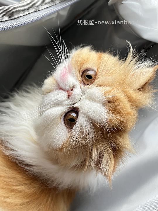 讨论/【科普】手把手教你解决猫咪泪痕!日常眼睛清理!!(加菲) - 线报酷 讨论/【科普】手把手教你解决猫咪泪痕!日常眼睛清理!!(加菲) - 线报酷