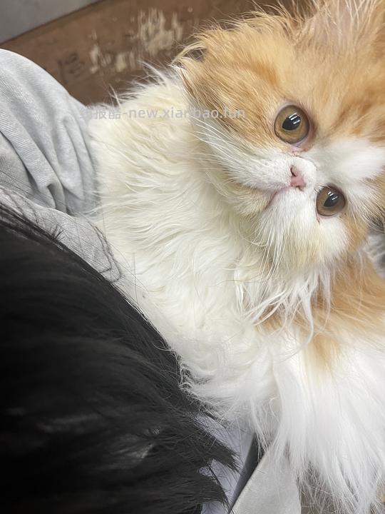 讨论/【科普】手把手教你解决猫咪泪痕!日常眼睛清理!!(加菲) - 线报酷 讨论/【科普】手把手教你解决猫咪泪痕!日常眼睛清理!!(加菲) - 线报酷