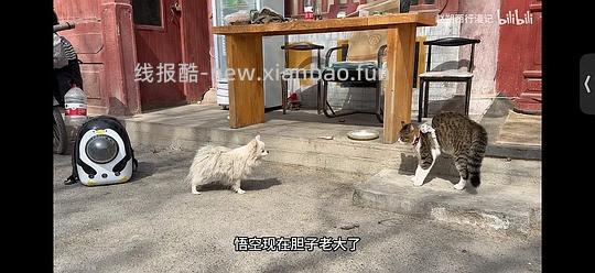 讨论/【科普】“可爱”照片背后的真相原来是这样的,关于猫咪应激需要知道的一些事 - 线报酷 讨论/【科普】“可爱”照片背后的真相原来是这样的,关于猫咪应激需要知道的一些事 - 线报酷