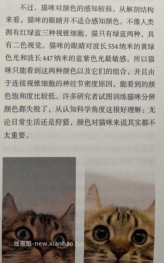 讨论/【科普】“可爱”照片背后的真相原来是这样的,关于猫咪应激需要知道的一些事 - 线报酷 讨论/【科普】“可爱”照片背后的真相原来是这样的,关于猫咪应激需要知道的一些事 - 线报酷