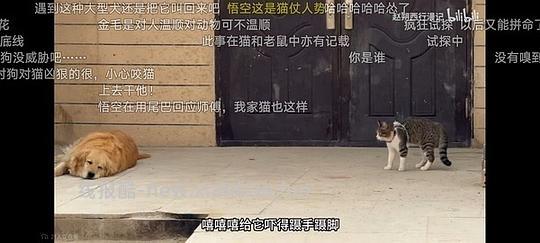 讨论/【科普】“可爱”照片背后的真相原来是这样的,关于猫咪应激需要知道的一些事 - 线报酷 讨论/【科普】“可爱”照片背后的真相原来是这样的,关于猫咪应激需要知道的一些事 - 线报酷