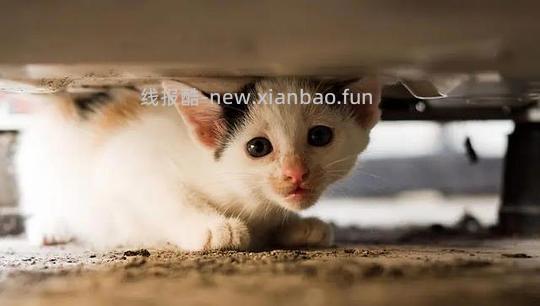 讨论/【科普】“可爱”照片背后的真相原来是这样的,关于猫咪应激需要知道的一些事 - 线报酷 讨论/【科普】“可爱”照片背后的真相原来是这样的,关于猫咪应激需要知道的一些事 - 线报酷