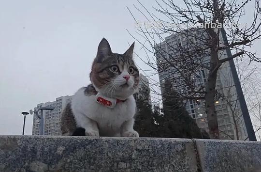 讨论/【科普】“可爱”照片背后的真相原来是这样的,关于猫咪应激需要知道的一些事 - 线报酷 讨论/【科普】“可爱”照片背后的真相原来是这样的,关于猫咪应激需要知道的一些事 - 线报酷